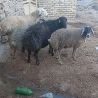 قوچ عتیقه|حیوانات مزرعه|ساروق, |دیوار