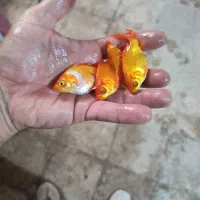 ماهی قرمز .طعمه.|ماهی|مبارکه, |دیوار