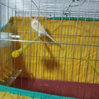 قناری نر|پرنده|کنگاور, |دیوار