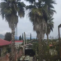 سه عدد درخت نخل