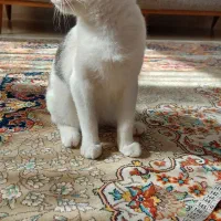 واگذاری گربه|گربه|کردکوی, |دیوار