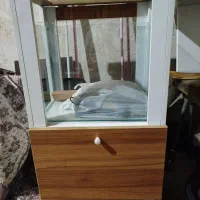 آکواریوم ماهی|ماهی|بوکان, |دیوار