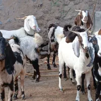 بز آبستن|حیوانات مزرعه|کاشمر, |دیوار