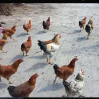 حیوانات مرغ خروس محلی