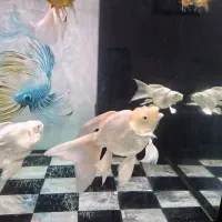 ماهی کوی شورت بادی پلاتینیوم سوپرباله