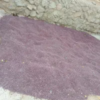 لوبیا قرمز ارگانیک وخوش پخت