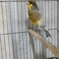 قناری نر