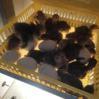 جوجه بوقلمون محلی (برنز انگلیسی )