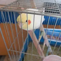 عروس هلندی با وسایل سه میلیون|پرنده|بهبهان, |دیوار