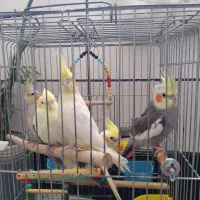 ۲عدد ۳تا جوجه