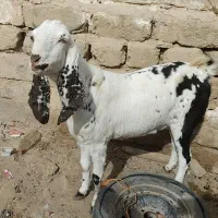 بزاصل پاکستانی