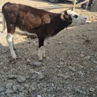 گاو هلشتاین خلوص بالا