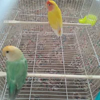 جفت کوتوله برزیلی مولد به همراه قفس|پرنده|فردوس (خراسان), |دیوار