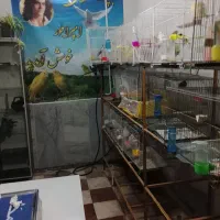 پرنده سرای امیرعلی وامیرحافظ|پرنده|قوچان, |دیوار