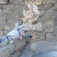 بزک سیاه پلاکی|پرنده|حمیدیا, |دیوار