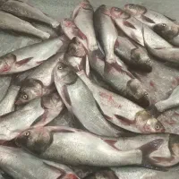 ماهی تازه قزل جنوب خوش طعم و خوشمزه