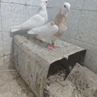 طوقی کاکل عطیقه|پرنده|زاهدان, |دیوار