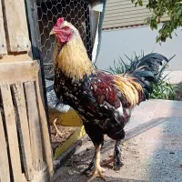 خروس لاری ۷ماهه میبد و اردکان