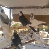 کفتر پرشی|پرنده|اصفهان, ارغوانیه|دیوار