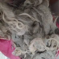 پشم گوسفند شسته شده|رختخواب، بالش، پتو|تهران, بریانک|دیوار