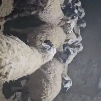 میش و شیشک میش عراقی|حیوانات مزرعه|سرچهان, |دیوار