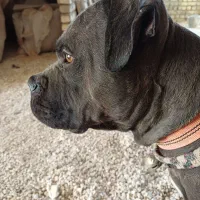 واگذاری سگ پیت بول|سگ|خمینی‌شهر, |دیوار