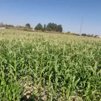 ذرت علوفه ای