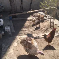 هشترخان فروشی بوقلمون