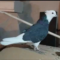 شازده ابلغ سیاه