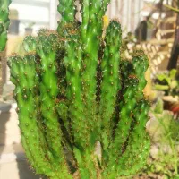 کاکتوس|گل و گیاه طبیعی|کازرون, |دیوار