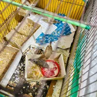 یک جفت فنج ۵۰۰ تومن