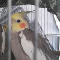 عروس هلندی اماده سر حال