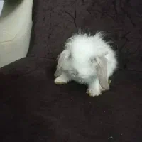 بچه خرگوش لوپ|موش و خرگوش|سیرجان, |دیوار