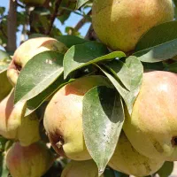 فروش باغ وویلا