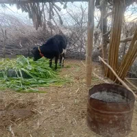 گستر با گوساله ماده جنس درجه یک