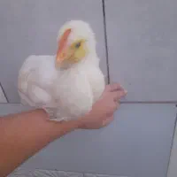 یک عدد جوجه خروس سرحال