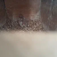 عروس هلندی با یک جوجه|پرنده|ابریشم, |دیوار