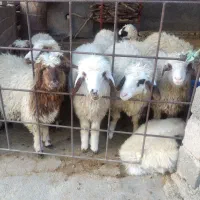 بره پرواری دیورگ