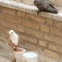 مخمل زرد