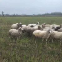 سلام گوسفند شگم دار سنگین