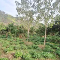 قطعهای از بهشت گیلان زمین ۱۰۰۰ متری در اطاقور|فروش زمین و ملک کلنگی|رشت, منظریه|دیوار