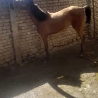 اسب مادیان ۲۱ماهه آماده سواری دستی و خیلی ارام