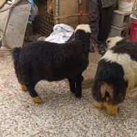 بره نر