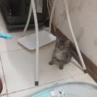 بچه گربه 2ماهه
