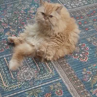 پرشین ماده