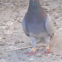 کفتر سبز المانی