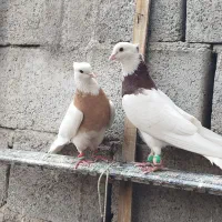 طوقی نروماده