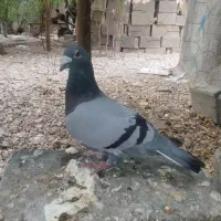 کبوتر پلاکی درجه یک