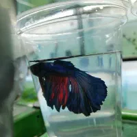 آکواریوم اسکار|ماهی|بیجار, |دیوار