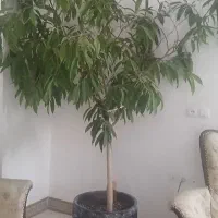 گل  بزرگ فروشی